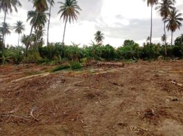 Agricultores le destruyen sus cultivos agrícolas en Sur; lo atribuyen al Consorcio Azucarero